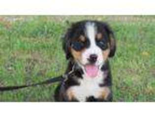 Bernese Mountain Dog Puppy for sale in Rosebush, MI, USA