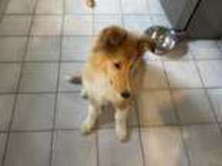 Collie Puppy for sale in Beachwood, OH, USA