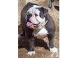 Olde English Bulldogge Puppy for sale in MC ALISTERVILLE, PA, USA
