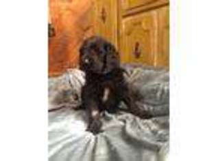 Labradoodle Puppy for sale in Chetek, WI, USA