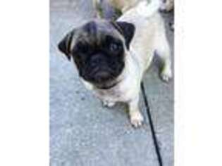 Pug Puppy for sale in Immokalee, FL, USA