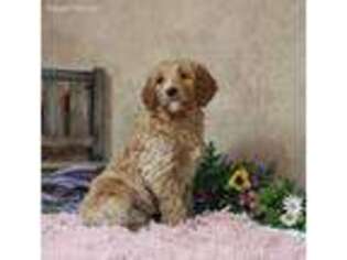 Goldendoodle Puppy for sale in Waukon, IA, USA