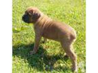 Cane Corso Puppy for sale in MC ALISTERVILLE, PA, USA
