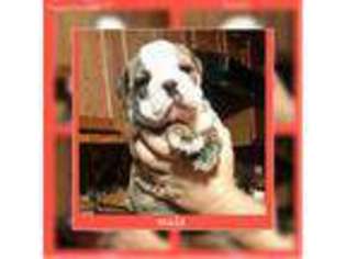 Bulldog Puppy for sale in Middleport, OH, USA