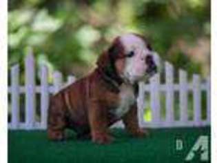Bulldog Puppy for sale in DEPEW, OK, USA