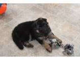 German Shepherd Dog Puppy for sale in Hendersonville, NC, USA