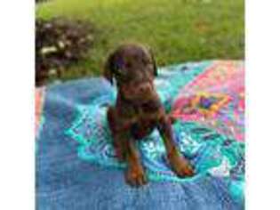 Doberman Pinscher Puppy for sale in Lillington, NC, USA