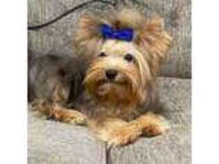 Yorkshire Terrier Puppy for sale in Athens, TN, USA