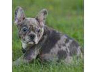 French Bulldog Puppy for sale in Wheaton, MO, USA