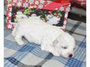 Bichon Frise Puppy for sale in Grovespring, MO, USA