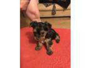 Yorkshire Terrier Puppy for sale in Pocahontas, AR, USA