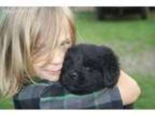 Newfoundland Puppy for sale in Isanti, MN, USA
