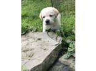 Labrador Retriever Puppy for sale in Oxford, NY, USA