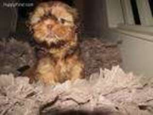 Mutt Puppy for sale in Elk Grove, CA, USA