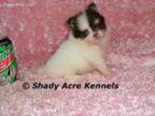 Pomeranian Puppy for sale in Abbeville, GA, USA