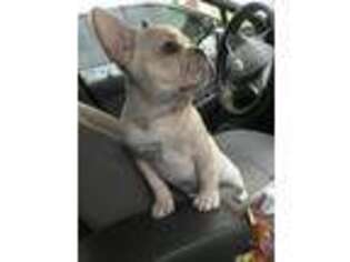French Bulldog Puppy for sale in Lancaster, TX, USA
