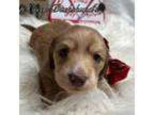 Dachshund Puppy for sale in Fayetteville, WV, USA