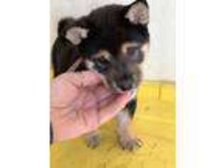 Shiba Inu Puppy for sale in Fortuna, MO, USA