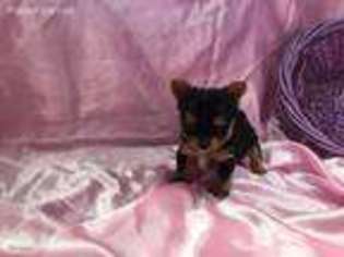 Yorkshire Terrier Puppy for sale in Ozark, AR, USA
