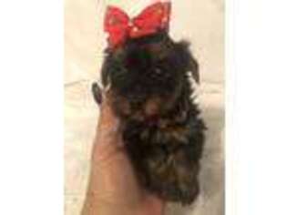 Yorkshire Terrier Puppy for sale in Muldrow, OK, USA