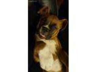 Boxer Puppy for sale in Fountain Inn, SC, USA