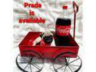 Pug Puppy for sale in Fort Lauderdale, FL, USA