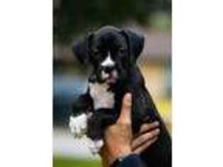 Boxer Puppy for sale in Dallas, TX, USA