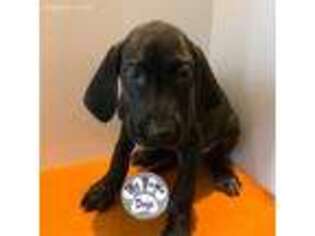 Great Dane Puppy for sale in Topping, VA, USA