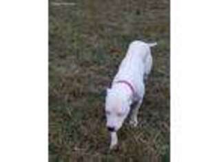Dogo Argentino Puppy for sale in Wimberley, TX, USA