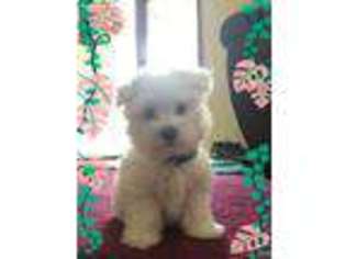 Maltese Puppy for sale in Bloomingdale, OH, USA