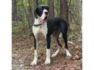 Great Dane Puppy for sale in Laurens, SC, USA