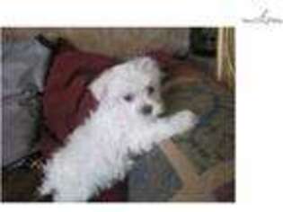 Maltese Puppy for sale in San Diego, CA, USA