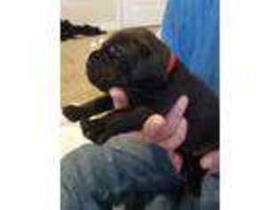 Cane Corso Puppy for sale in Elko, NV, USA