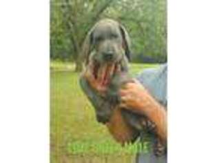 Great Dane Puppy for sale in Glennville, GA, USA