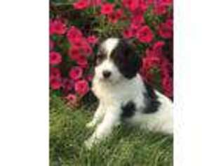 Medium Photo #1 Cavapoo Puppy For Sale in Milton, PA, USA