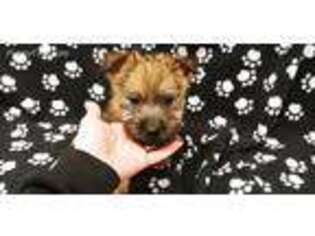 Cairn Terrier Puppy for sale in Kit Carson, CO, USA