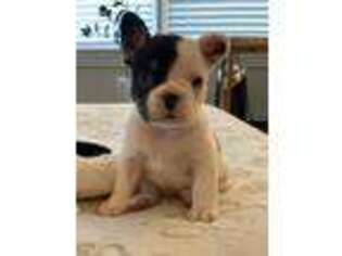 French Bulldog Puppy for sale in Plain City, OH, USA
