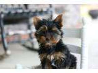 Yorkshire Terrier Puppy for sale in Somerville, TN, USA