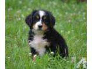 Bernese Mountain Dog Puppy for sale in MELVERN, KS, USA