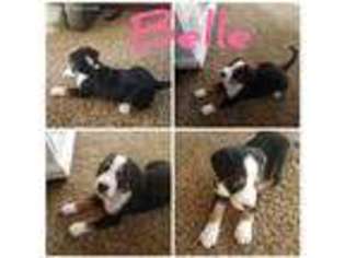 Greater Swiss Mountain Dog Puppy for sale in Myerstown, PA, USA