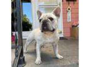 French Bulldog Puppy for sale in Napa, CA, USA