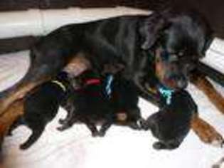 Rottweiler Puppy for sale in CHRISTMAS, FL, USA