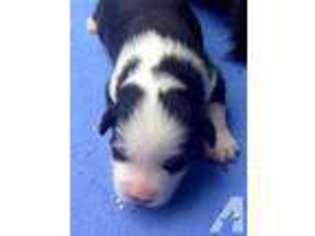 Medium Photo #1 Australian Shepherd Puppy For Sale in EUSTIS, FL, USA