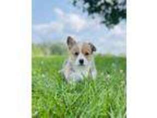 Pembroke Welsh Corgi Puppy for sale in Eolia, MO, USA