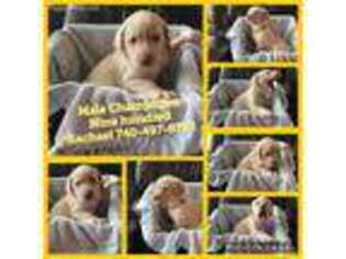 Labrador Retriever Puppy for sale in Orient, OH, USA