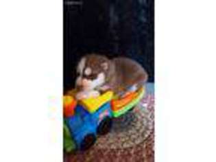 Siberian Husky Puppy for sale in Twisp, WA, USA