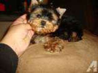 Yorkshire Terrier Puppy for sale in LEWISVILLE, TX, USA