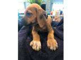 Rhodesian Ridgeback Puppy for sale in The Villages, FL, USA