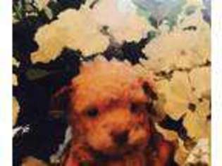Mutt Puppy for sale in TROY, OH, USA