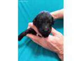 Goldendoodle Puppy for sale in Farragut, IA, USA